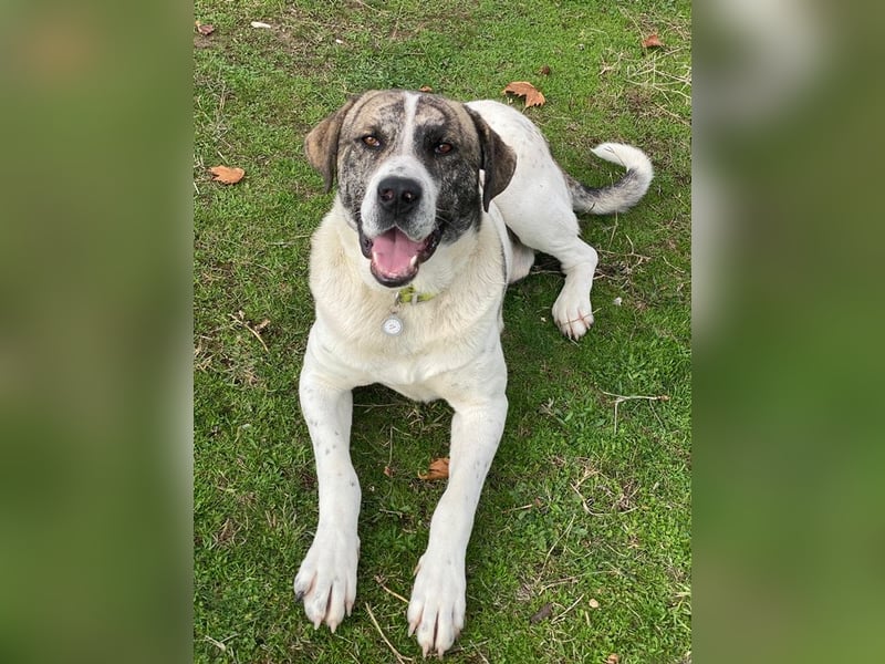 Pugsley, geb. ca. 11/2024, lebt in GRIECHENLAND, im städt. Tierheim Serres