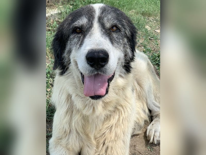 Askal, geb. ca. 07/2015, lebt in GRIECHENLAND, im städt. Tierheim Serres