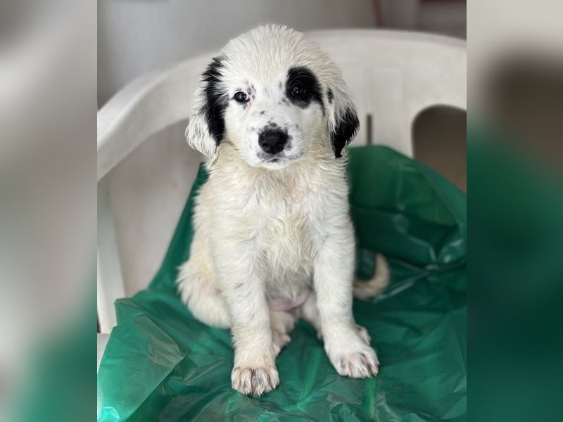 Binx, geb. ca. 02/2026, lebt in GRIECHENLAND, im städt. Tierheim Serres