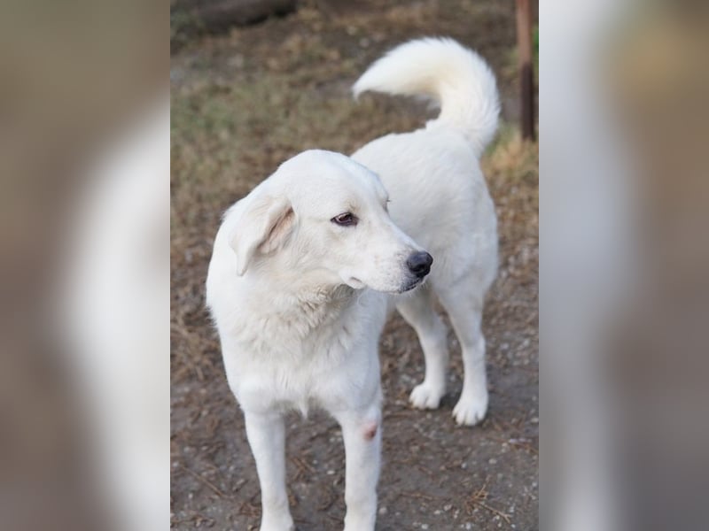 Idallo, geb. ca. 12/2020, lebt in GRIECHENLAND, im städt. Tierheim Serres