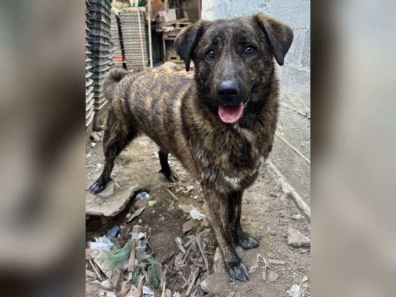 Kelly, geb. ca. 05/2024, lebt in GRIECHENLAND, auf einer privaten Pflegestelle