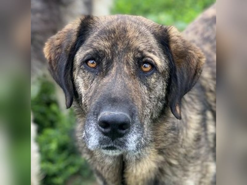 Theo, geb. ca. 04/2022, lebt in GRIECHENLAND, im städt. Tierheim Serres