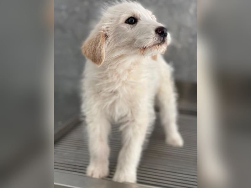 Zucker, geb. ca. 01/2026, lebt in GRIECHENLAND, auf einer privaten Pflegestelle