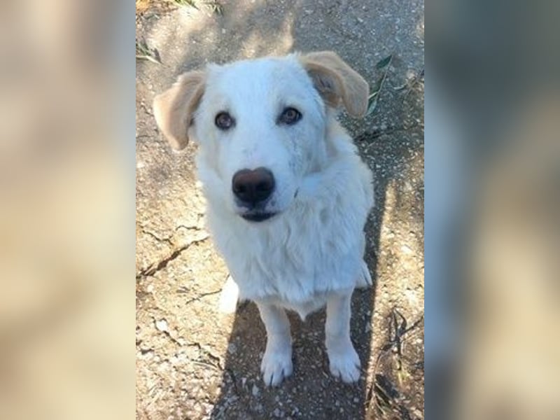 Chelsey, geb. ca. 04/2024, lebt in GRIECHENLAND, auf einer privaten Pflegestelle