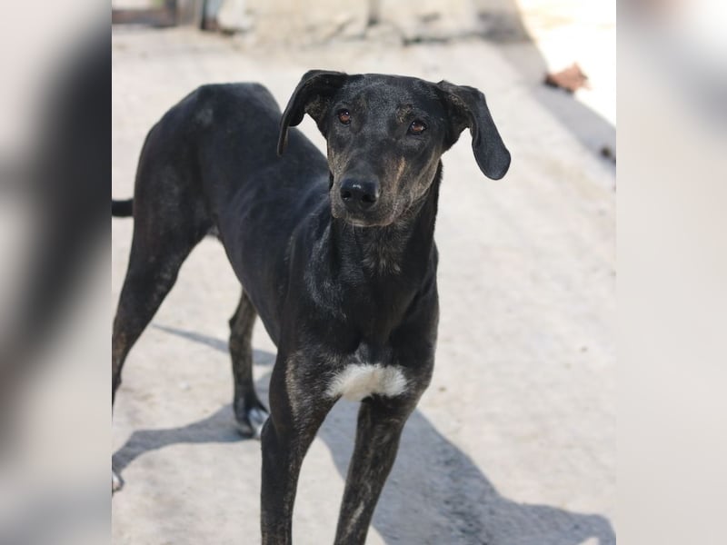 Nyota, geb. ca. 09/2023, lebt in GRIECHENLAND, auf einer privaten Pflegestelle