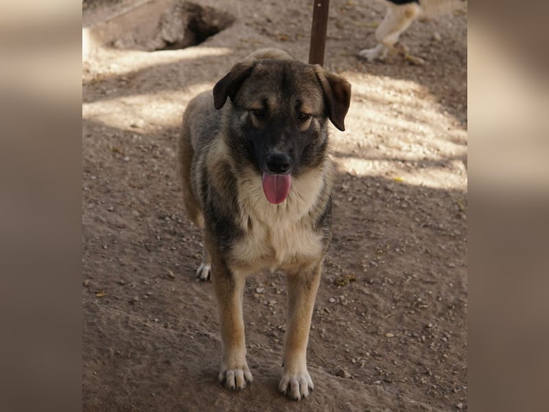 Davio, geb. ca. 06/2023, lebt in GRIECHENLAND, im städt. Tierheim Serres