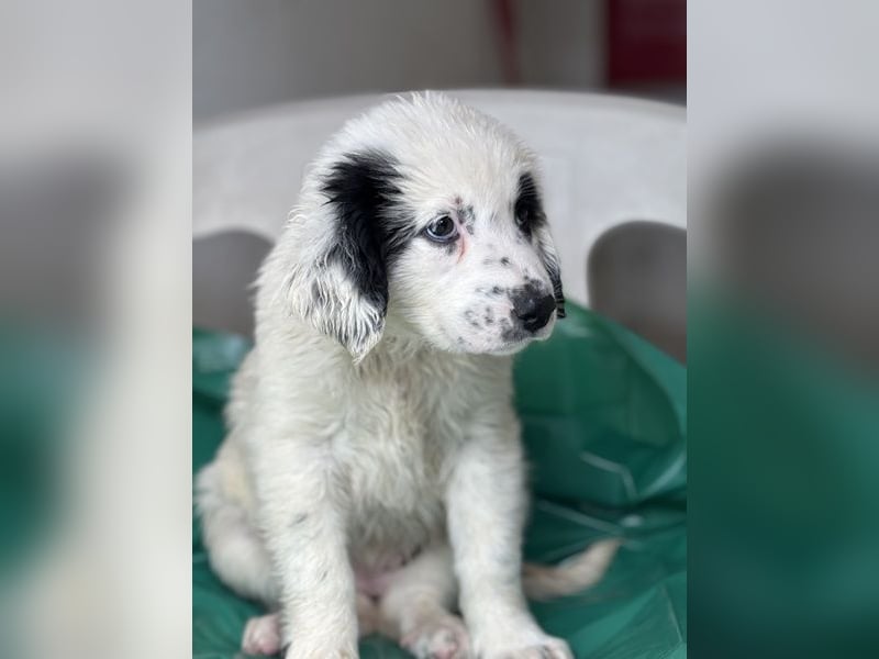 Binx, geb. ca. 02/2026, lebt in GRIECHENLAND, im städt. Tierheim Serres