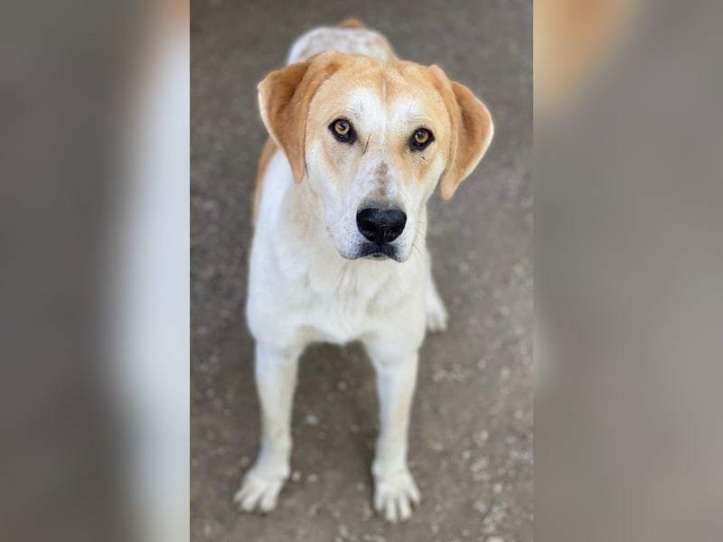 Roxi, geb. ca. 11/2022, lebt in GRIECHENLAND, im städt. Tierheim Serres