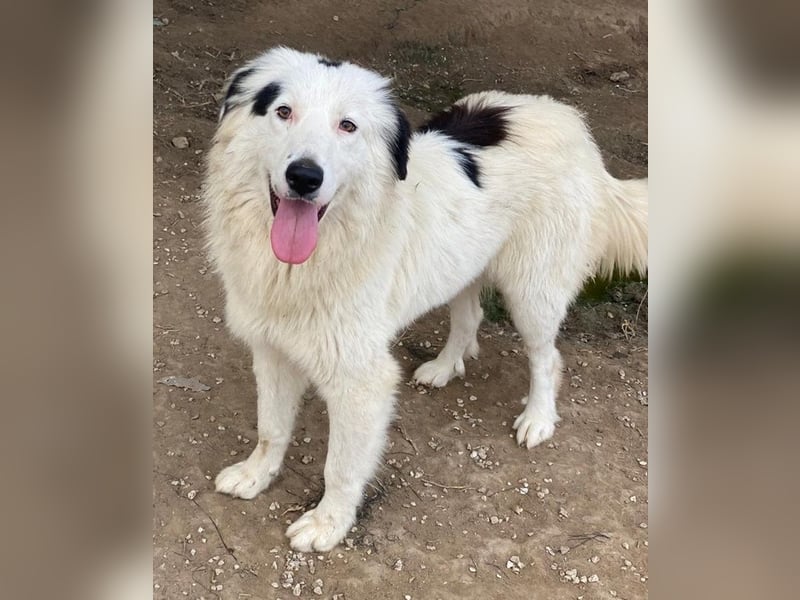 Namika, geb. ca. 02/2024, lebt in GRIECHENLAND, im städt. Tierheim Serres