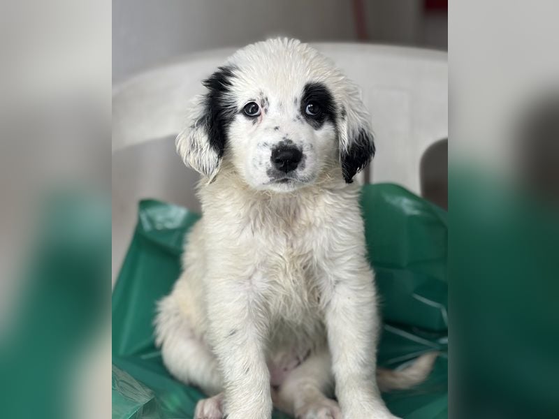 Binx, geb. ca. 02/2026, lebt in GRIECHENLAND, im städt. Tierheim Serres
