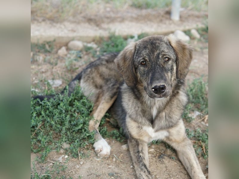 Amelie, geb. ca. 02/2024, lebt in GRIECHENLAND, im städt. Tierheim Serres