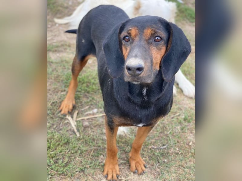 Priska, geb. ca. 08/2021, lebt in GRIECHENLAND, im städt. Tierheim Serres