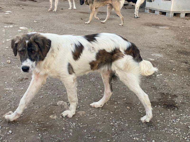 Evans, geb. ca. 04/2025, lebt in GRIECHENLAND, im städt. Tierheim Serres