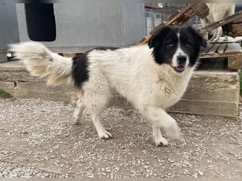 Cora, geb. ca. 07/2022, lebt in GRIECHENLAND, im städt. Tierheim Serres