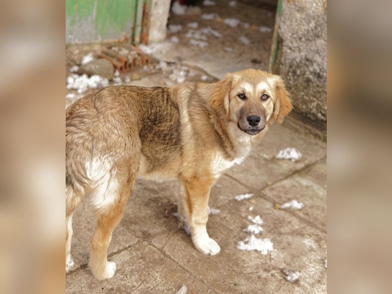Luana, geb. ca. 10/2023, lebt in GRIECHENLAND, auf einem Gelände, Hunde werden notdürftig versorgt