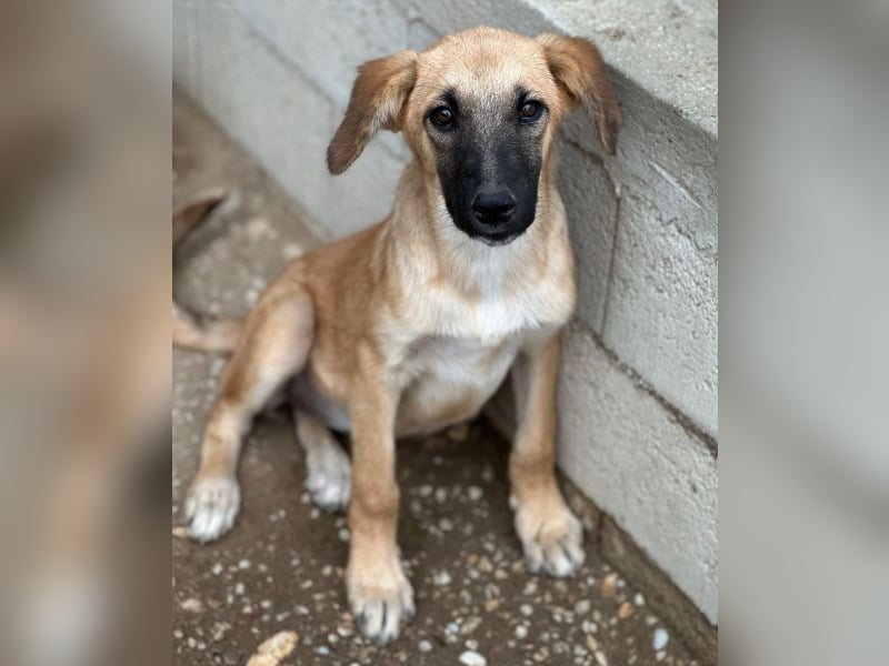 Cindy, geb. ca. 03/2026, lebt in GRIECHENLAND, im städt. Tierheim Serres
