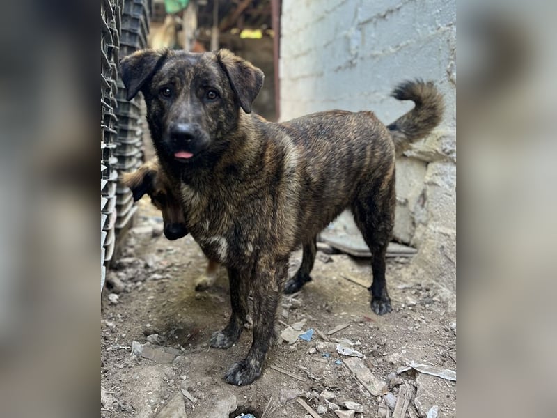 Kelly, geb. ca. 05/2024, lebt in GRIECHENLAND, auf einer privaten Pflegestelle