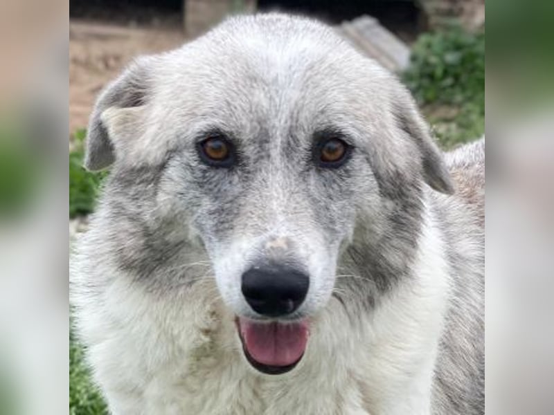 Charlina, geb. ca. 04/2021, lebt in GRIECHENLAND, im städt. Tierheim Serres