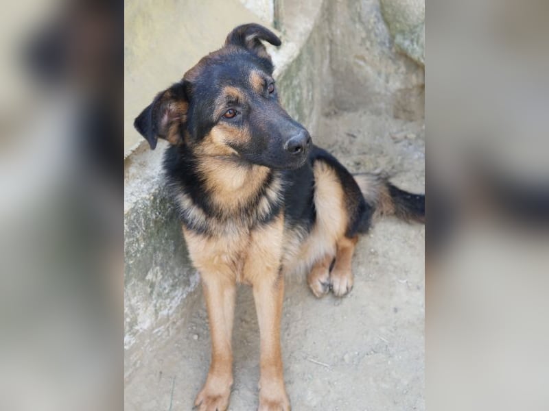 Enid, geb. ca. 06/2025, lebt in GRIECHENLAND, auf einer privaten Pflegestelle