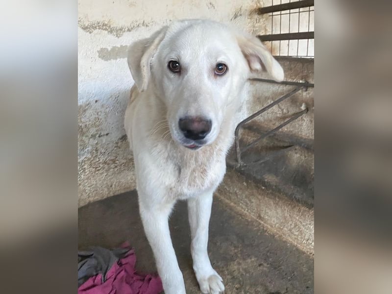 Elion, geb. ca. 06/2025, lebt in GRIECHENLAND, auf einer privaten Pflegestelle