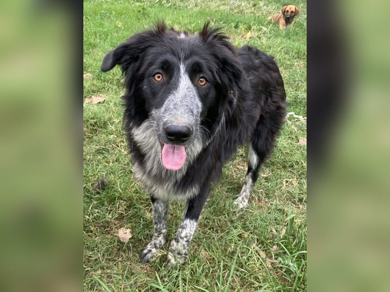 Lessa, geb. ca. 09/2022, lebt in GRIECHENLAND, im städt. Tierheim Serres