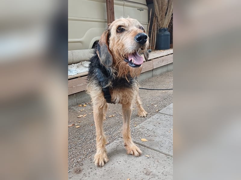 Yasko, geb. ca. 11/2022, lebt auf einer Pflegestelle in 44649 Herne