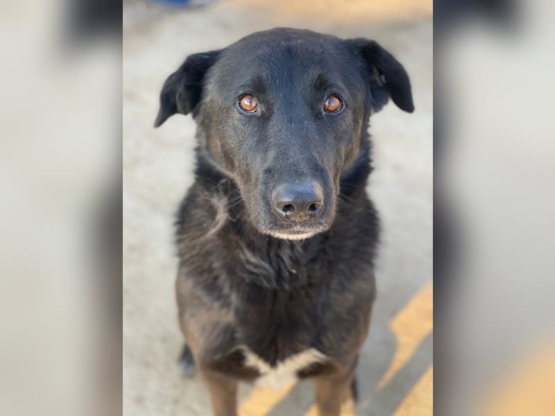 Gimpo, geb. ca. 03/2024, lebt in GRIECHENLAND, im städt. Tierheim Serres