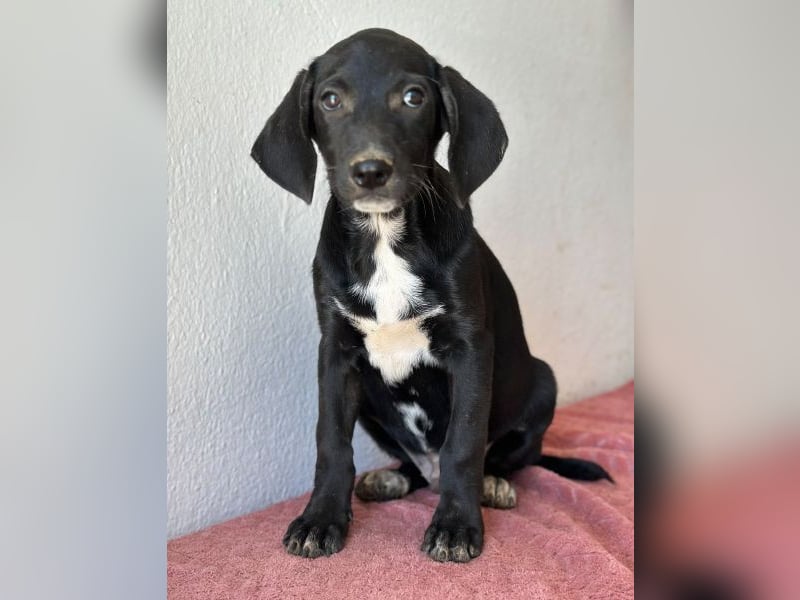 Smokey, geb. 08.06.2026, lebt in GRIECHENLAND, auf einer privaten Pflegestelle