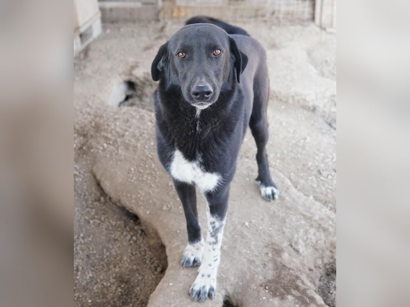 Frizelbliz, geb. ca. 03/2021, lebt in GRIECHENLAND, im städt. Tierheim Serres
