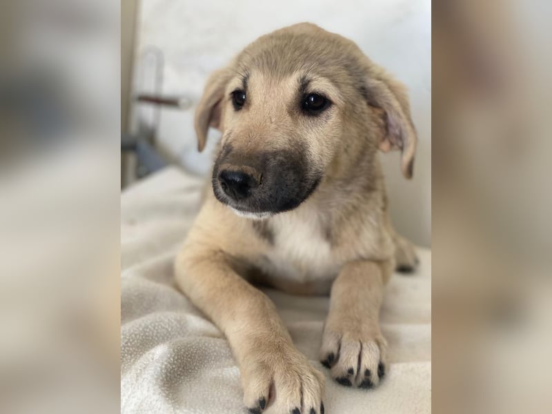 Glandy, geb. ca. 03/2025, lebt in GRIECHENLAND, im städt. Tierheim Serres