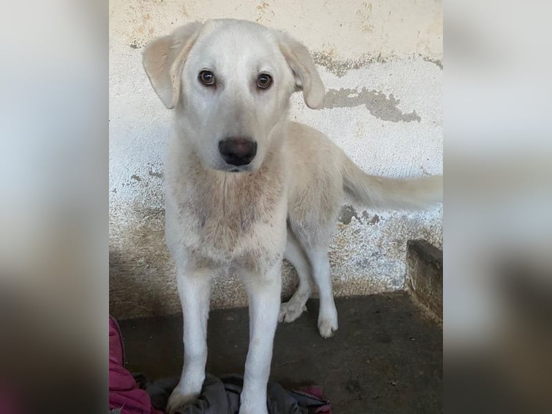 Elion, geb. ca. 06/2025, lebt in GRIECHENLAND, auf einer privaten Pflegestelle