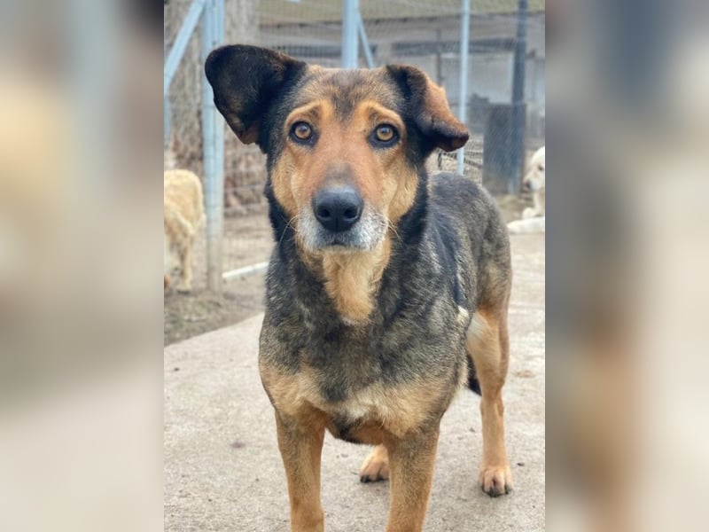 Violetta, geb. ca. 09/2018, lebt in GRIECHENLAND, im städt. Tierheim Serres