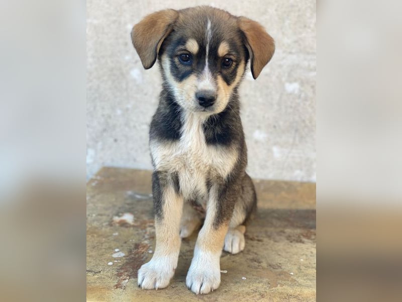 Sissy, geb. ca. 03/2026, lebt in GRIECHENLAND, auf einer privaten Pflegestelle