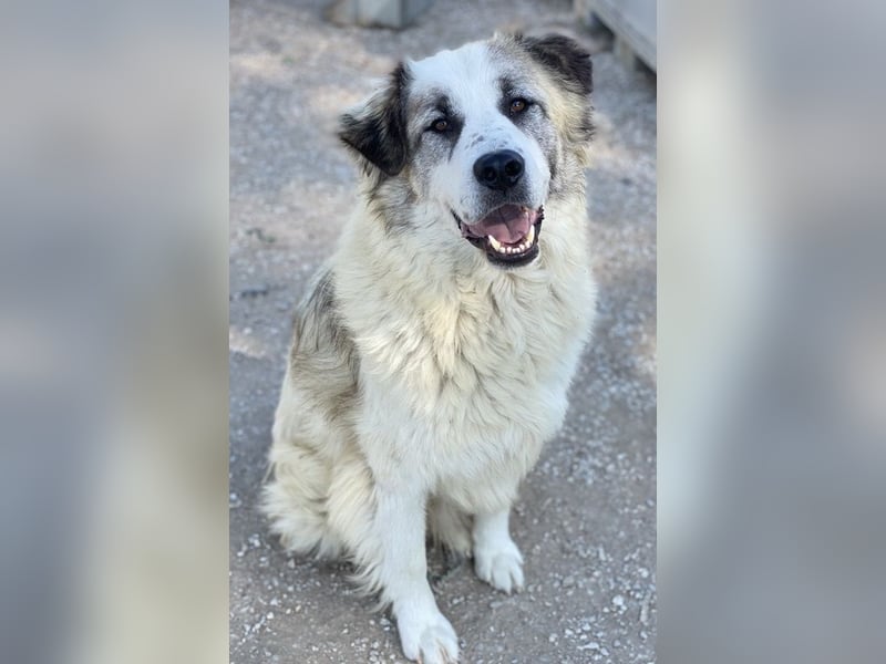 Wesley, geb. ca. 11/2022, lebt in GRIECHENLAND, im städt. Tierheim Serres