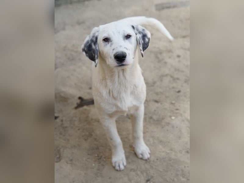 Riesling, geb. ca. 08/2025, lebt in GRIECHENLAND, auf einer privaten Pflegestelle