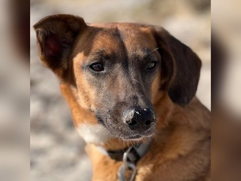 Georgia, geb. ca. 05/2019, lebt bei einer Familie in 13503 Berlin, Vermittlungshilfe