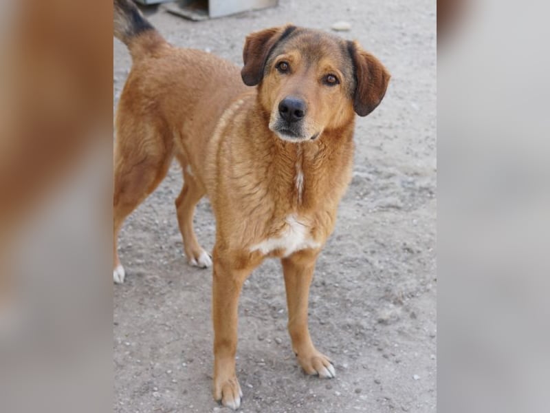 Mikosch, geb. ca. 01/2024, lebt in GRIECHENLAND, im städt. Tierheim Serres