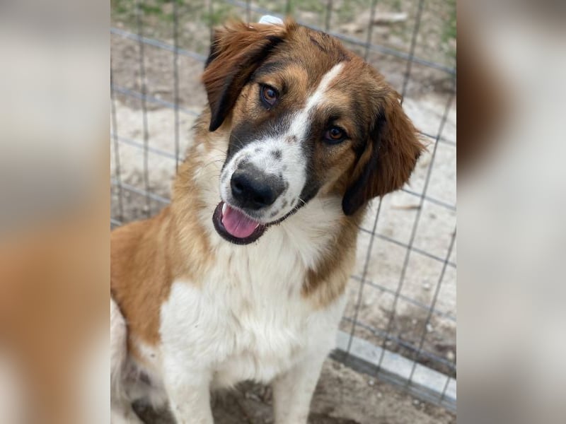 Barkley, geb. ca. 10/2024, lebt in GRIECHENLAND, auf einer privaten Pflegestelle