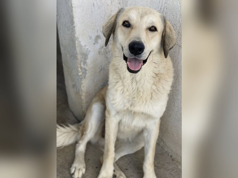 Lanea, geb. ca. 08/2023, lebt in GRIECHENLAND, im städt. Tierheim Serres