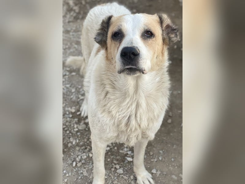 Jorma, geb. ca. 03/2016, lebt in GRIECHENLAND, im städt. Tierheim Serres