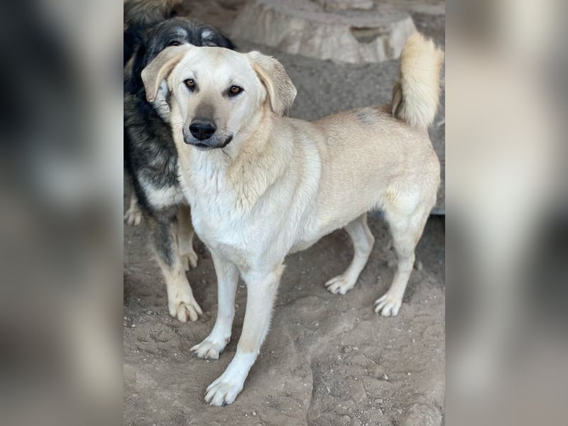 Hänschen, geb. ca. 03/2023, lebt in GRIECHENLAND, im städt. Tierheim Serres