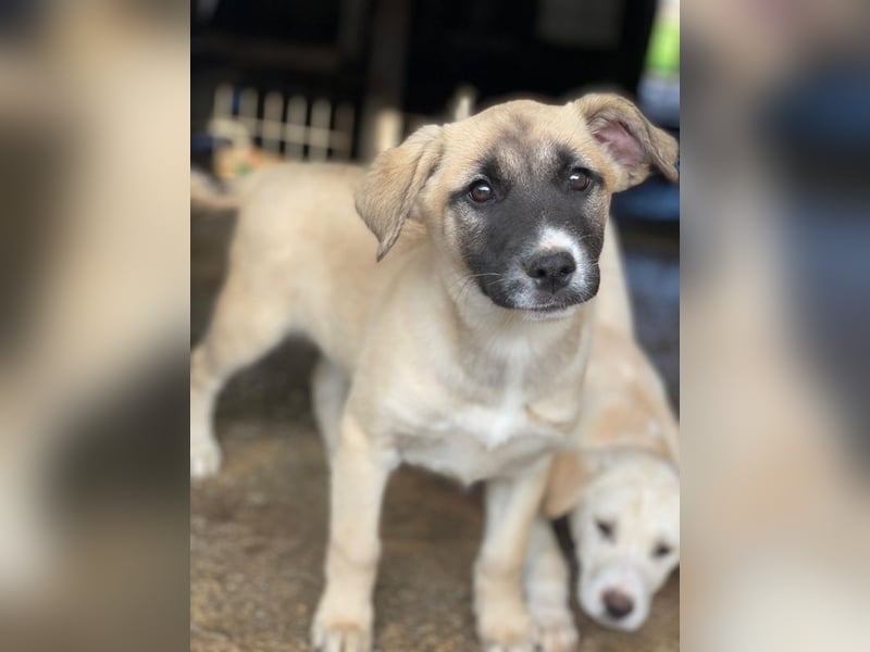 Mira, geb. ca. 12/2025, lebt in GRIECHENLAND, im städt. Tierheim Serres