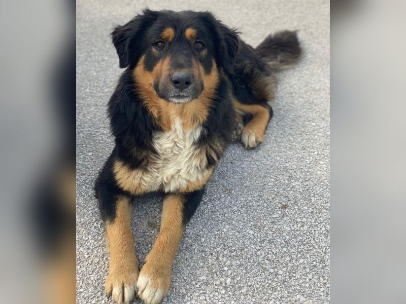 Sirius Black, geb. ca. 12/2023, lebt in GRIECHENLAND, im städt. Tierheim Serres