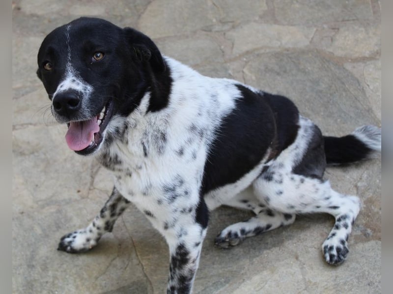 Kimisi, geb. ca. 03/2024, lebt in GRIECHENLAND, auf einer privaten Pflegestelle