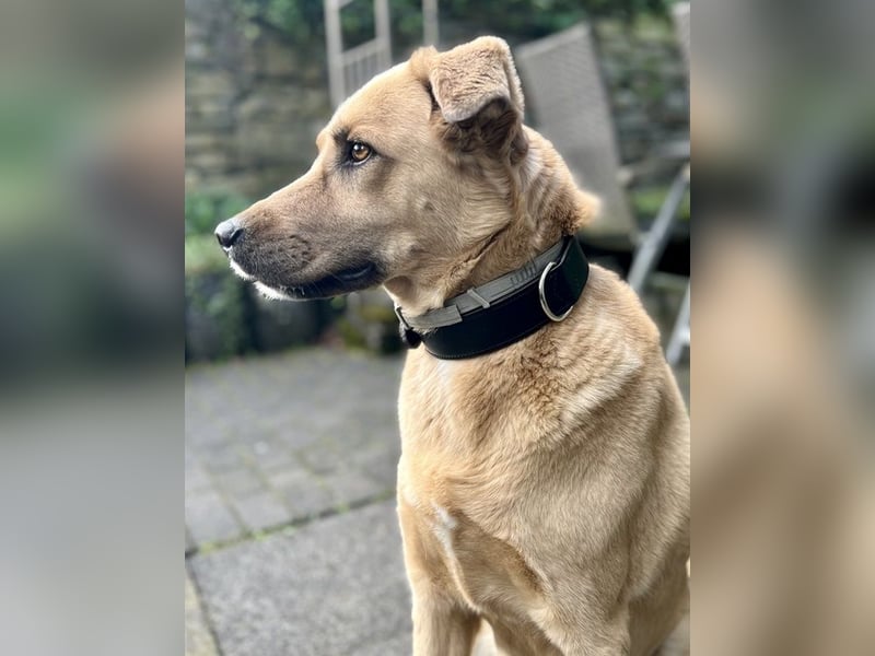 Fanta, geb. ca. 05/2017, lebt bei einer Familie in 48317 Drensteinfurt, Vermittlungshilfe