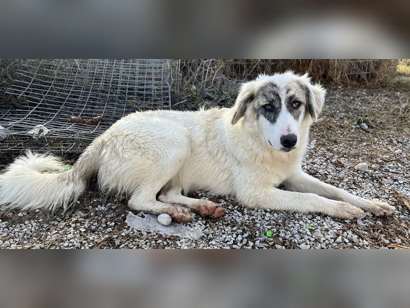 Gerda, geb. ca. 02/2023, lebt in GRIECHENLAND, im städt. Tierheim Serres