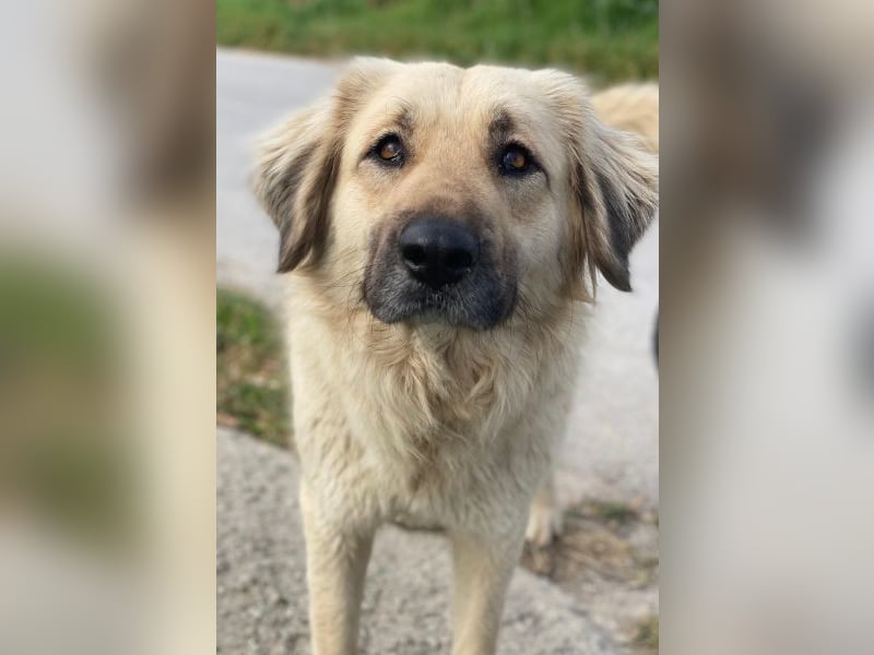 Hermine Granger, geb. ca. 12/2023, lebt in GRIECHENLAND, im städt. Tierheim Serres