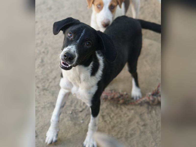 Piko, geb. ca. 01/2025, lebt in GRIECHENLAND, auf einer privaten Pflegestelle