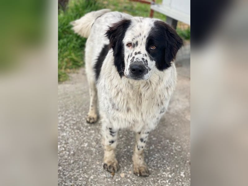 Blossom, geb. ca. 09/2024, lebt in GRIECHENLAND, beim städt. Tierheim Serres
