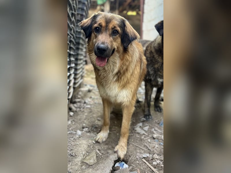 Melica, geb. ca. 09/2023, lebt in GRIECHENLAND, auf einer privaten Pflegestelle